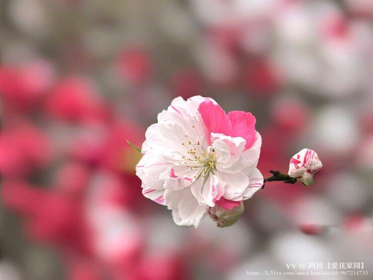 阿拉【爱花家园】