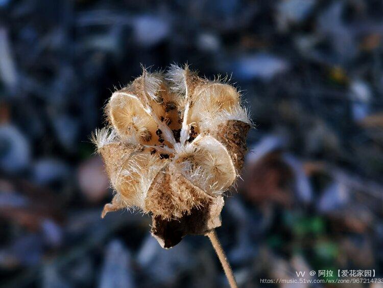 木芙蓉果实首发