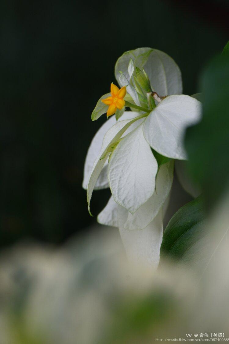 独特有趣的白纸扇首发