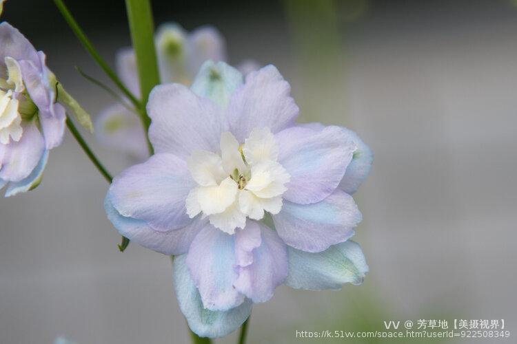 芳草地【美摄视界】