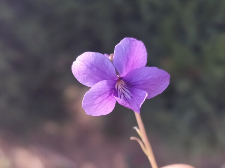 青青子衿【文声汇影】