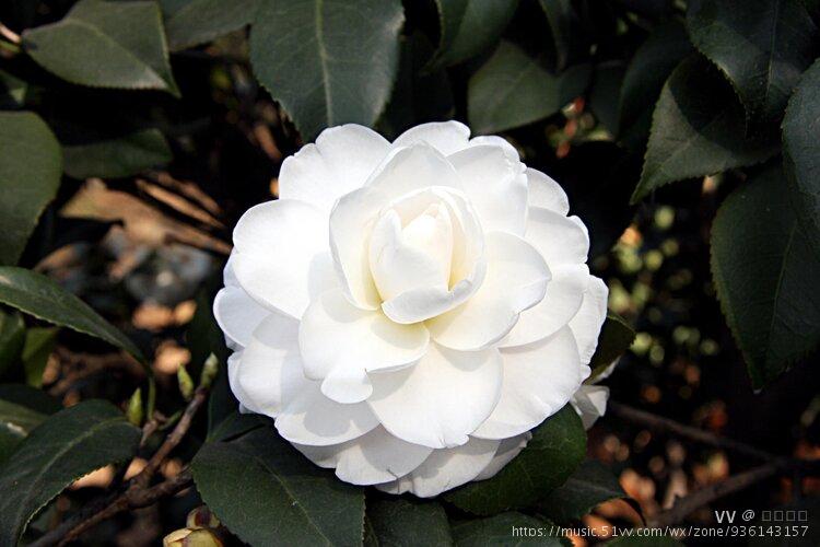 白色山茶花