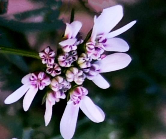 首发淡雅芬芳芫荽花二