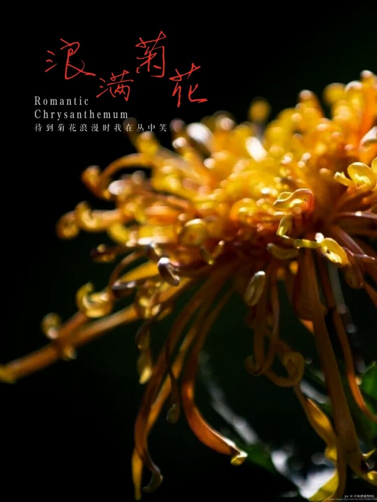 老书生【西窗剪烛】:【西窗剪烛】诗词合集(第1189集)之《秋菊诗画韵