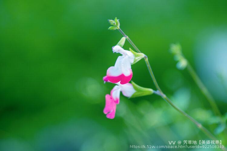 芳草地【美摄视界】