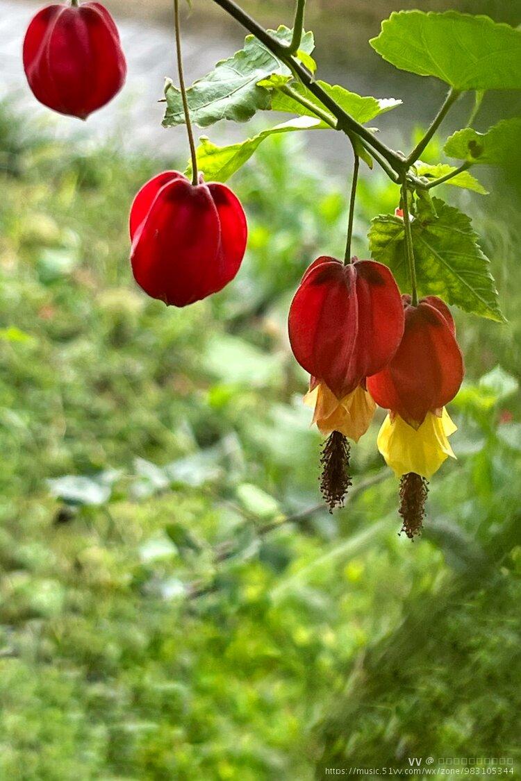 美丽78蔓性风铃花