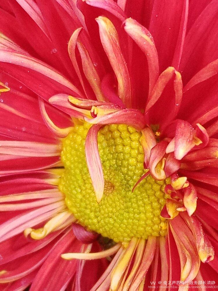 漂亮的菊花花蕊