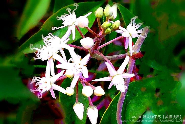 野火烧不尽【美摄视界】