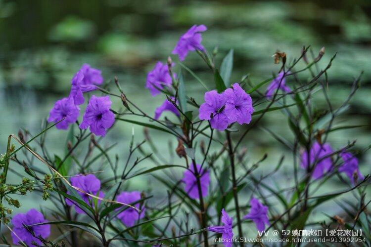 52鹦ꦿོ鹉螺ꦿ【爱花家园】