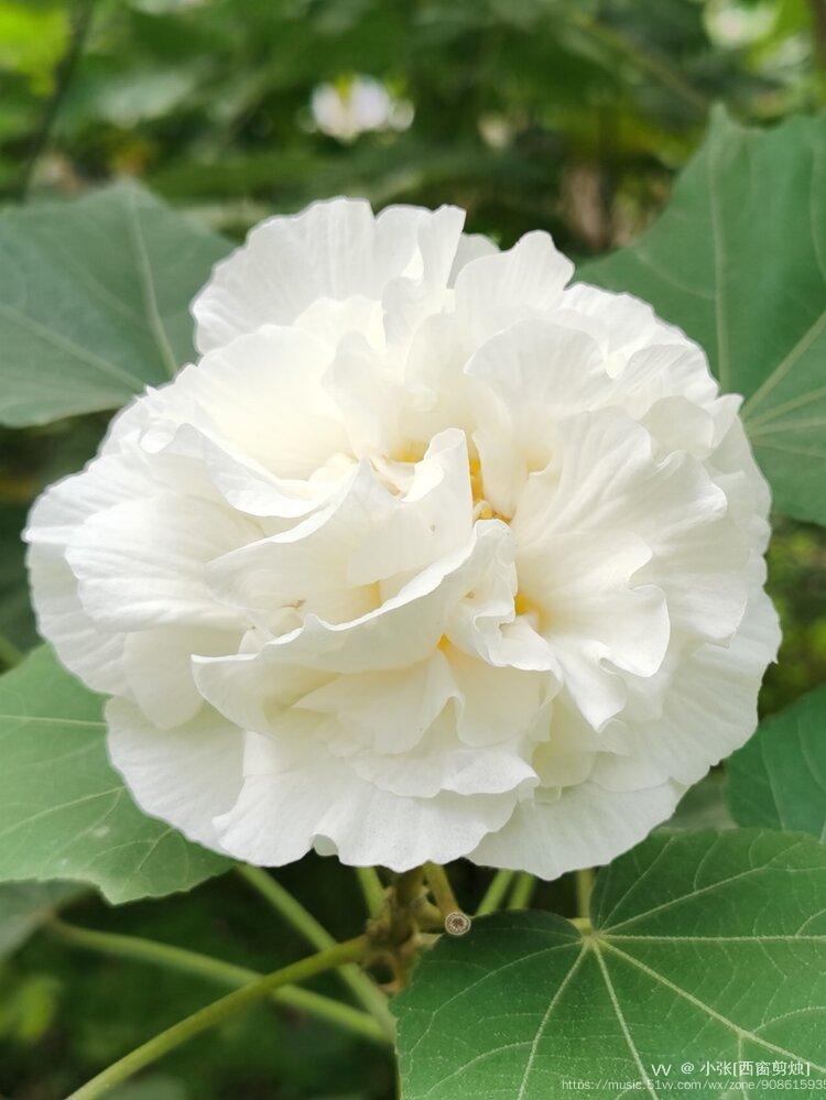 冬天白芙蓉仙子来报到首发