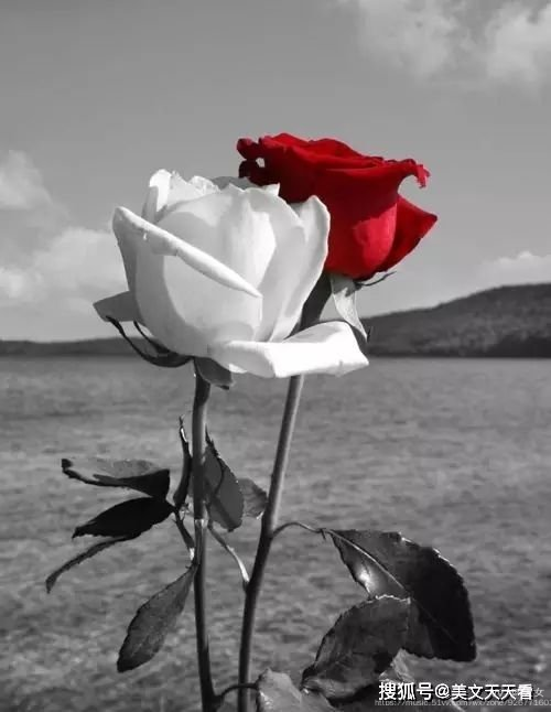 伤感的歌含泪的心如同白玫瑰飘散的花瓣片片碎落早已被岁月定格爱与不