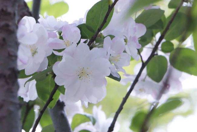 西花厅的海棠花开了