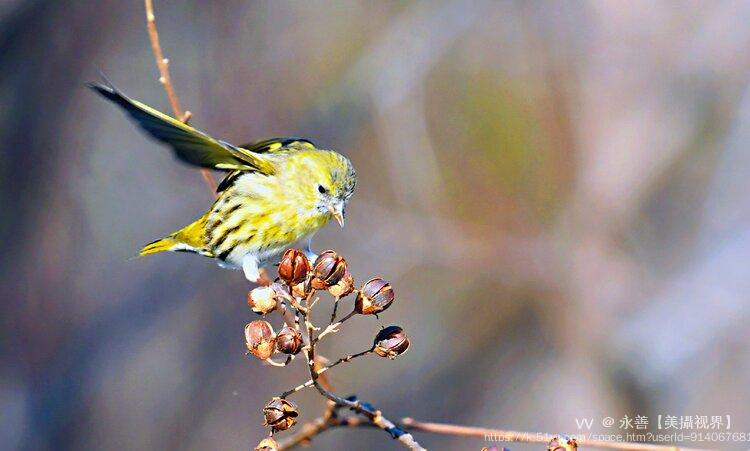 永善【美攝视界】 