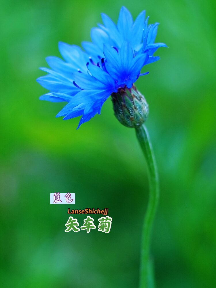 王克昌［美摄视界］