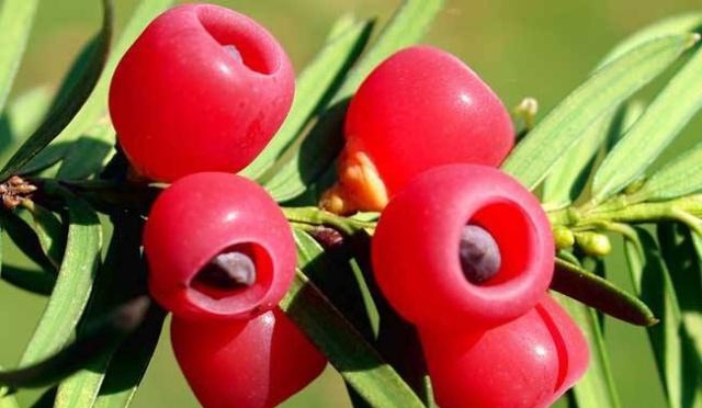 骆驼恒子:红豆 - vv