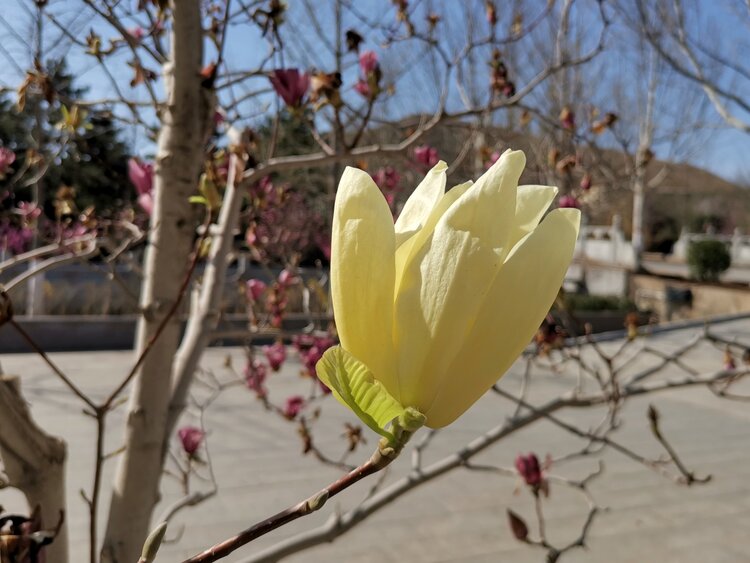 北京黄爷【美摄视界】