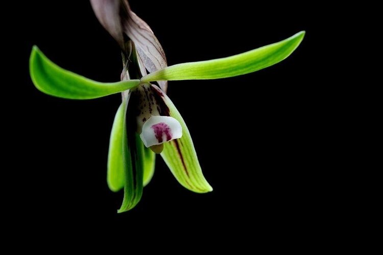 张国政(爱国军旅文坛)