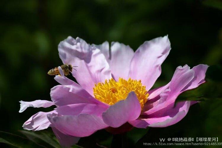 ༻晓艳疏香༺【璀璨星河】