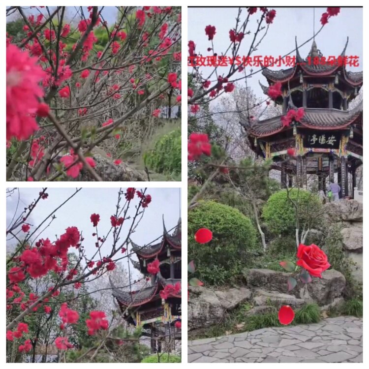 梅香🎤V娱热点