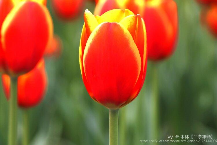 木林【兰亭雅韵】