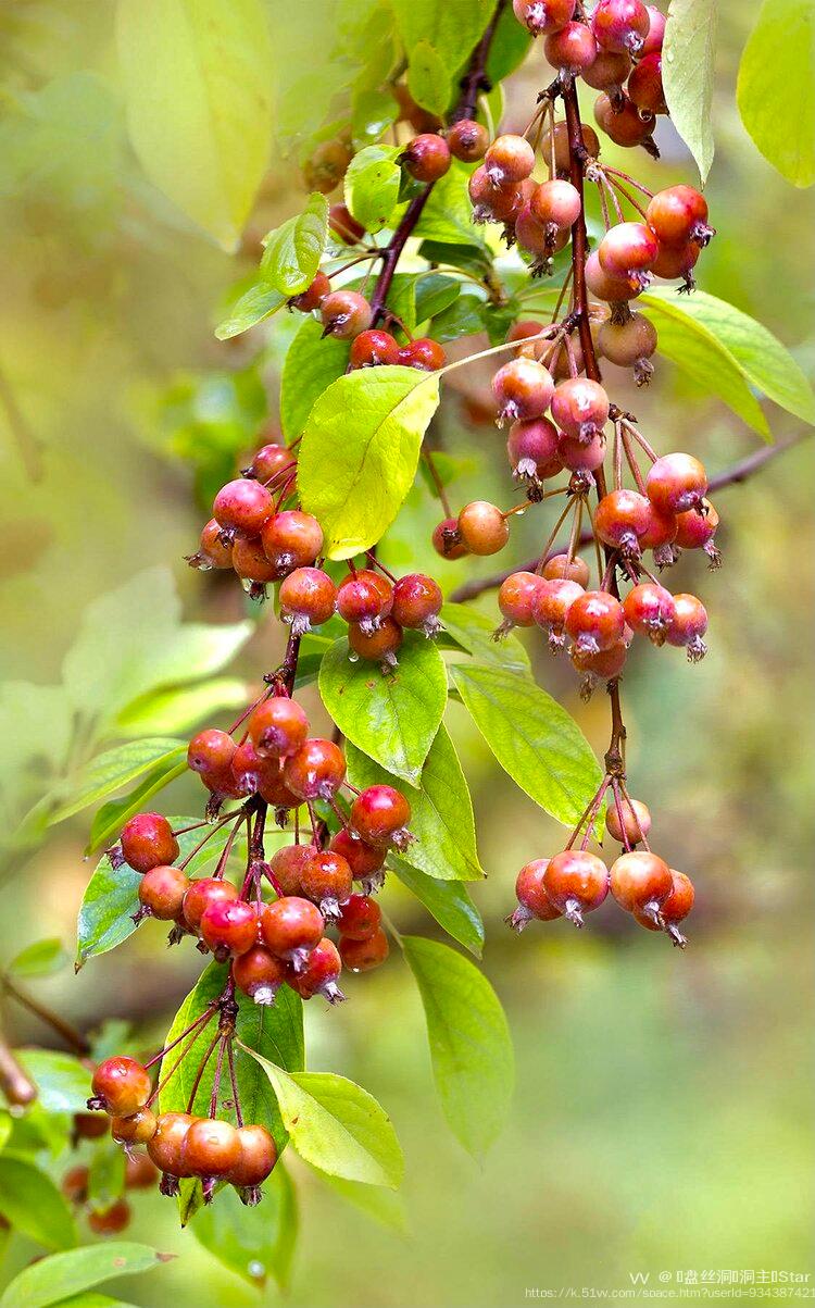 首发垂丝海棠果