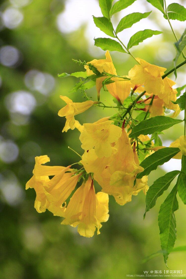 美丽的丽江黄钟花原创首发