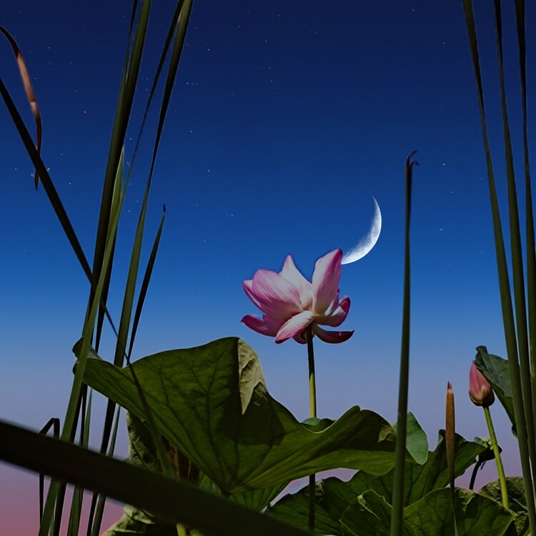 沈阳丁香湖踏月