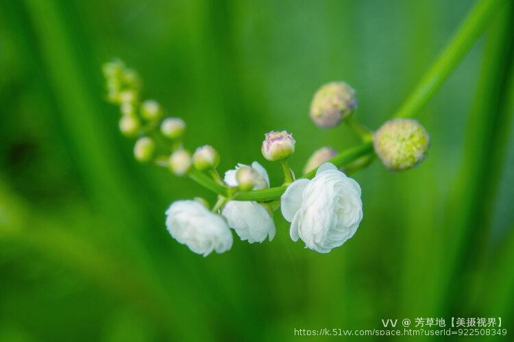 芳草地【美摄视界】