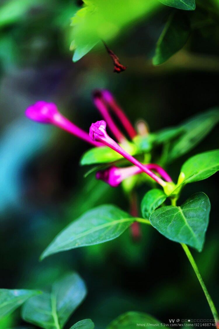 花卉摄影烟粉豆