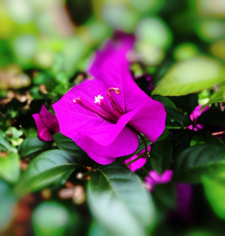 叶子花花语:热情奔放,坚韧不拔,代表着顽强奋进的精神.