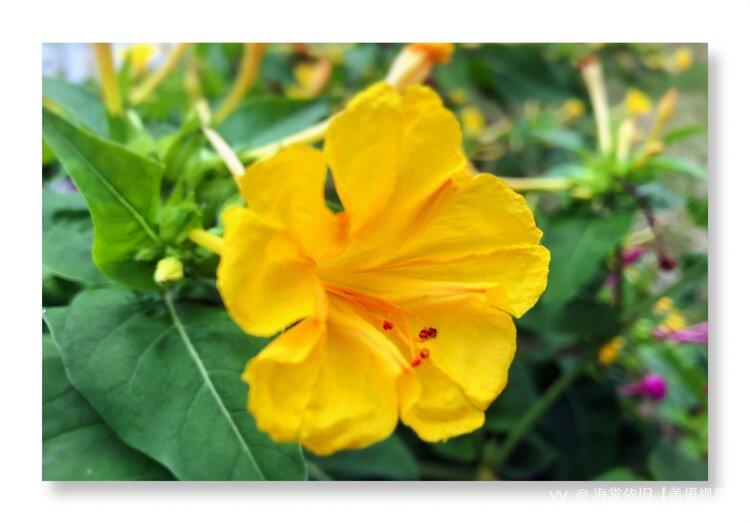 首发黄色紫茉莉