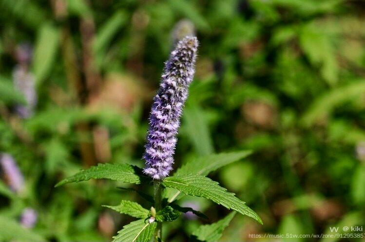 首发花城广州密花香薷