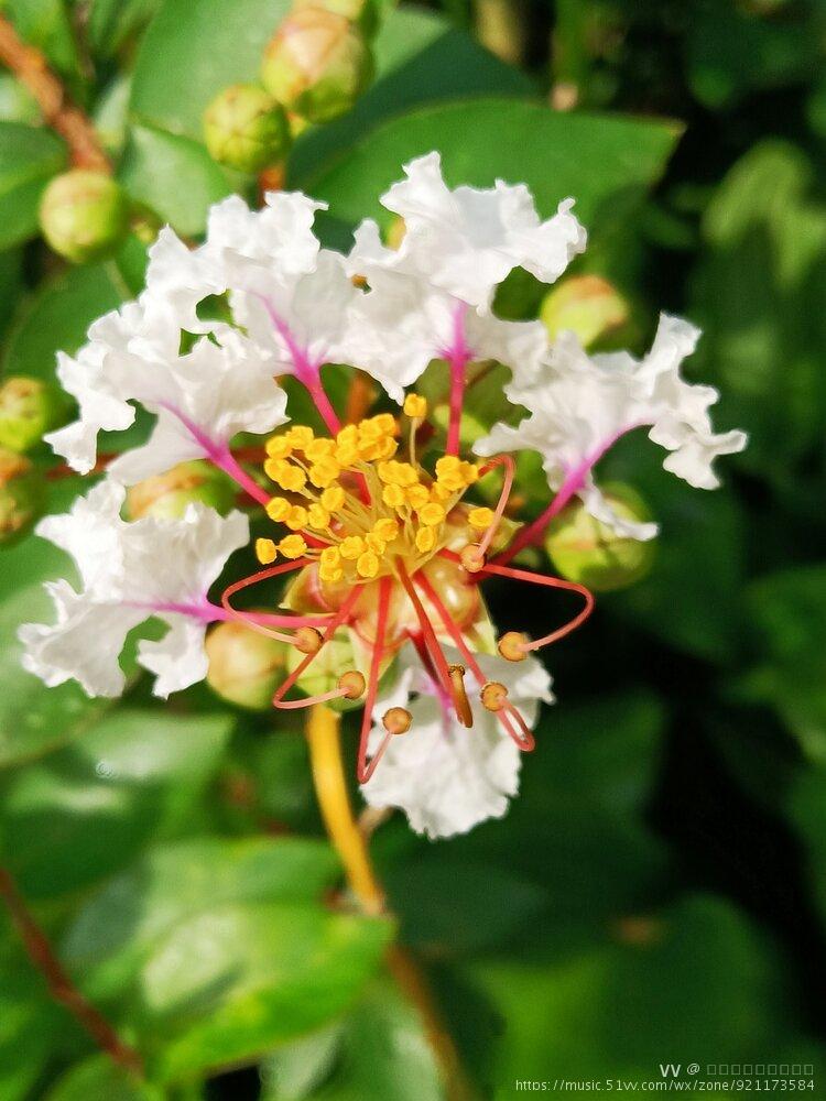 白色紫薇花首发