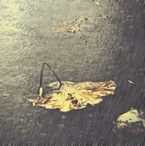 蜻蜓点水轻飞过,素雅禅心溢满塘.淡淡鞭蓉浑墨染,荷葶碧绿变金黄.