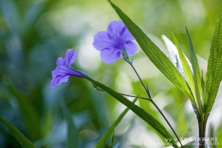 芳草地【美摄视界】