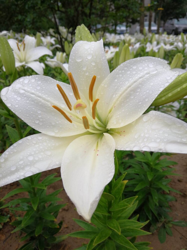 雨中百合