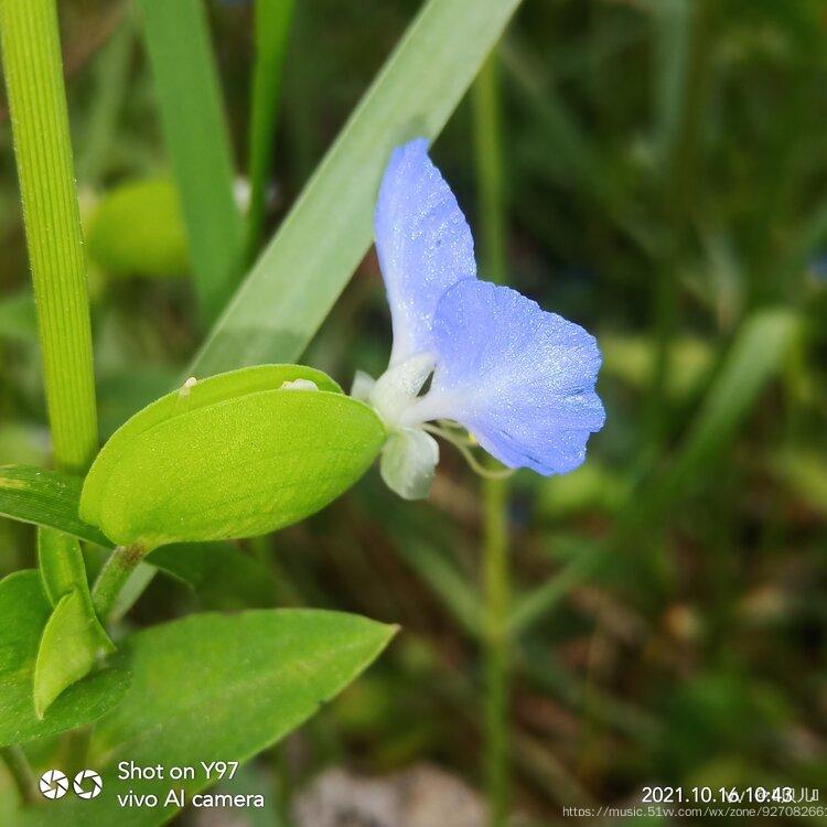 九九重阳赏碧竹首发