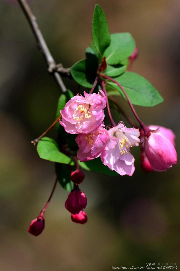 首发垂丝海棠红