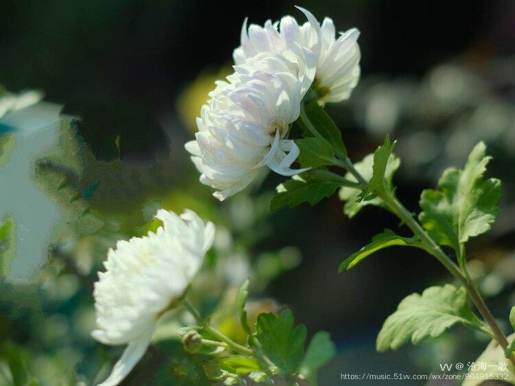 黄白菊花祭故人