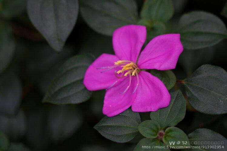 红艳艳的地菍花