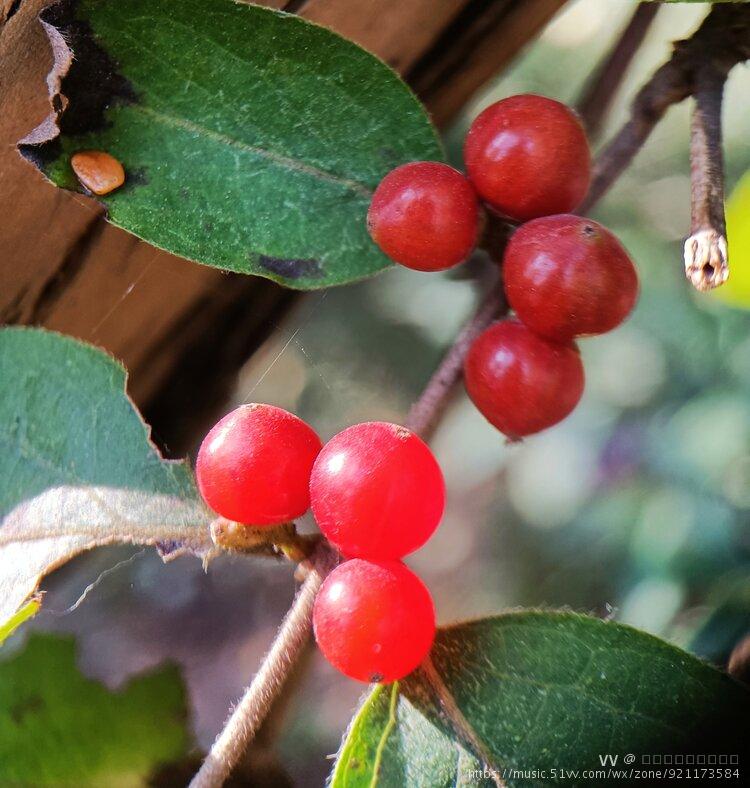 忍冬果首发