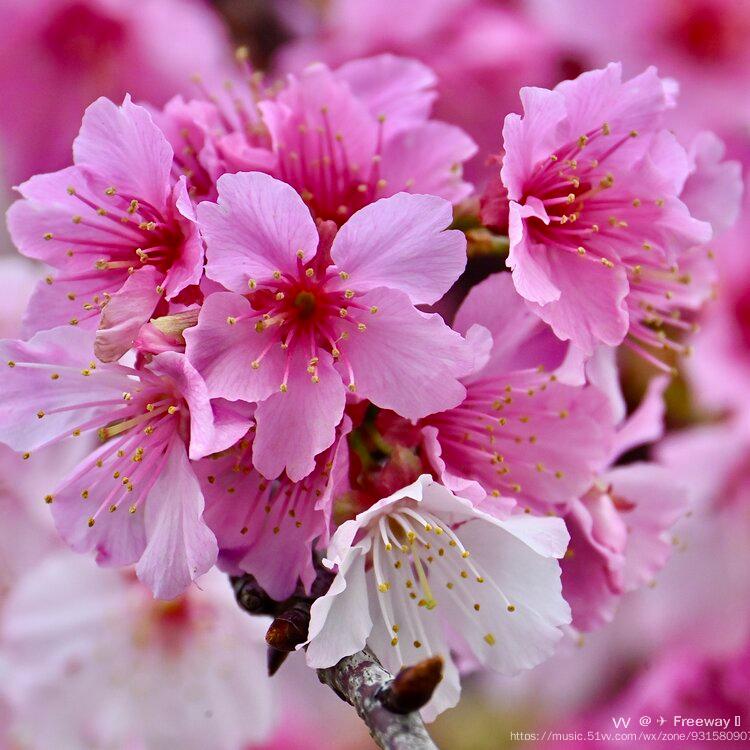 色彩缤纷的 大寒樱