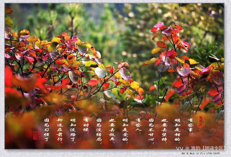 雅韵【朗诵专区】