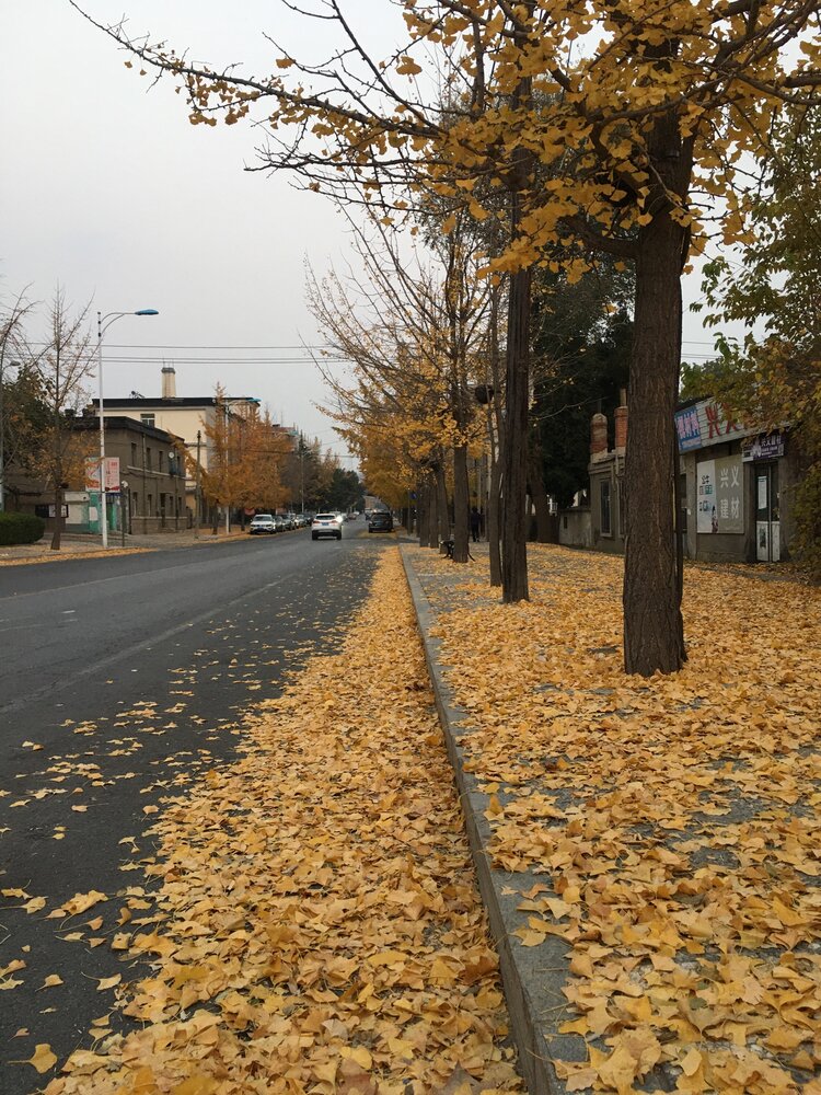 松林