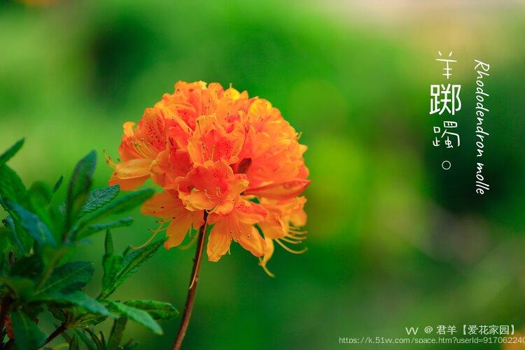 君羊【爱花家园】