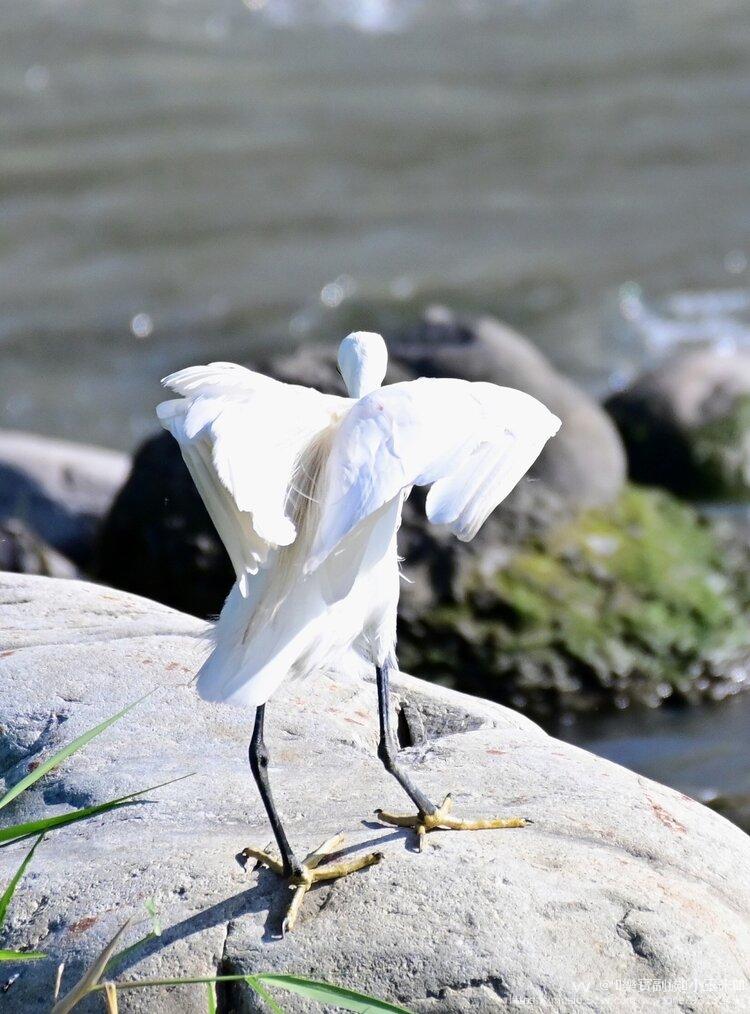 溪岸边的白鹭鸶首发