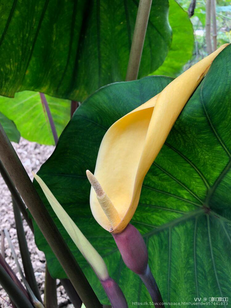 এ᭄初ོོྂཾ࿆晓ོྂཾ࿆࿐