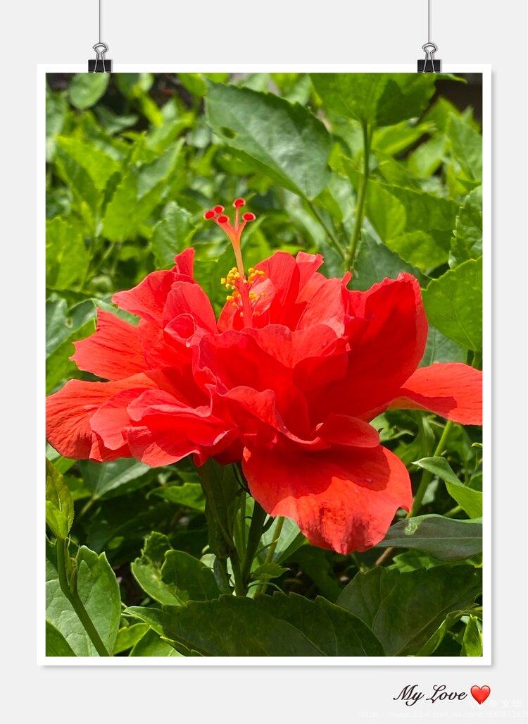 重瓣朱槿花首发