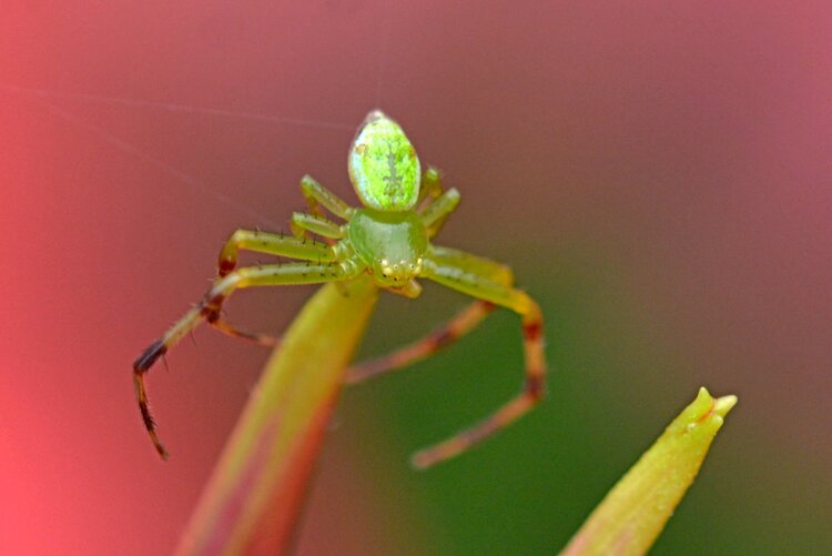 北京黄爷【美摄视界】