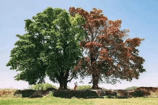 致橡樹